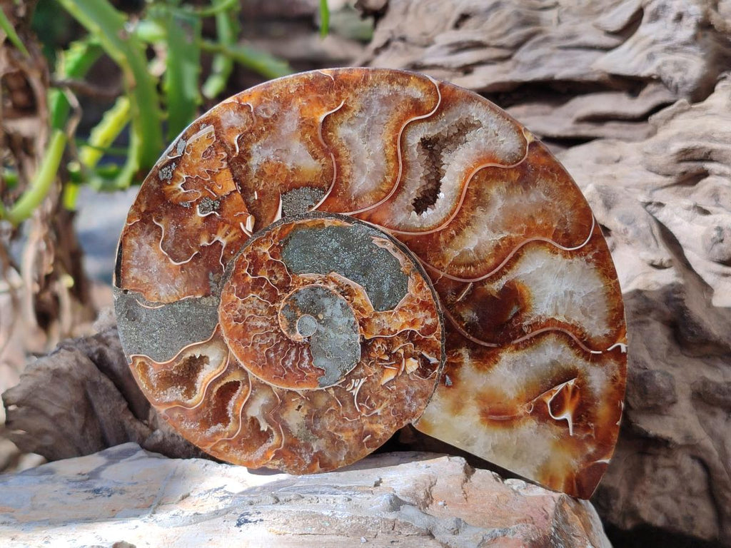 Polished Cleoniceras Ammonite Fossils Pairs x 2 From Tulear, Madagascar - Toprock Gemstones and Minerals 