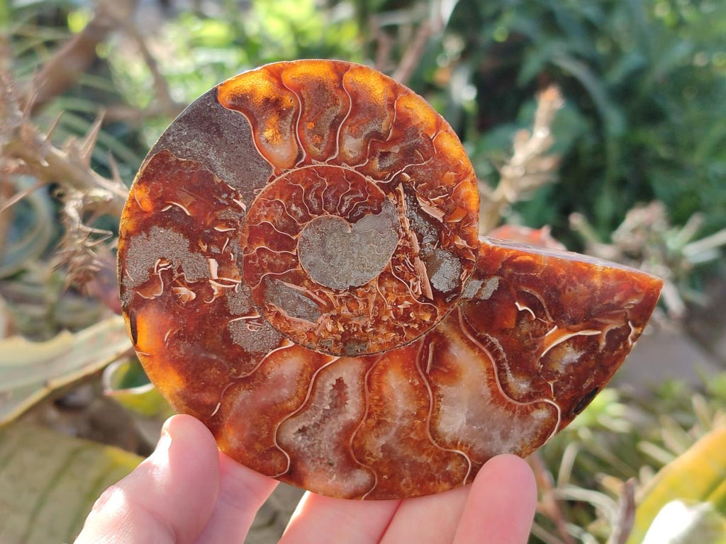 Polished Cleoniceras Ammonite Fossils Pairs x 2 From Tulear, Madagascar - Toprock Gemstones and Minerals 