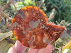 Polished Cleoniceras Ammonite Fossils Pairs x 2 From Tulear, Madagascar - Toprock Gemstones and Minerals 
