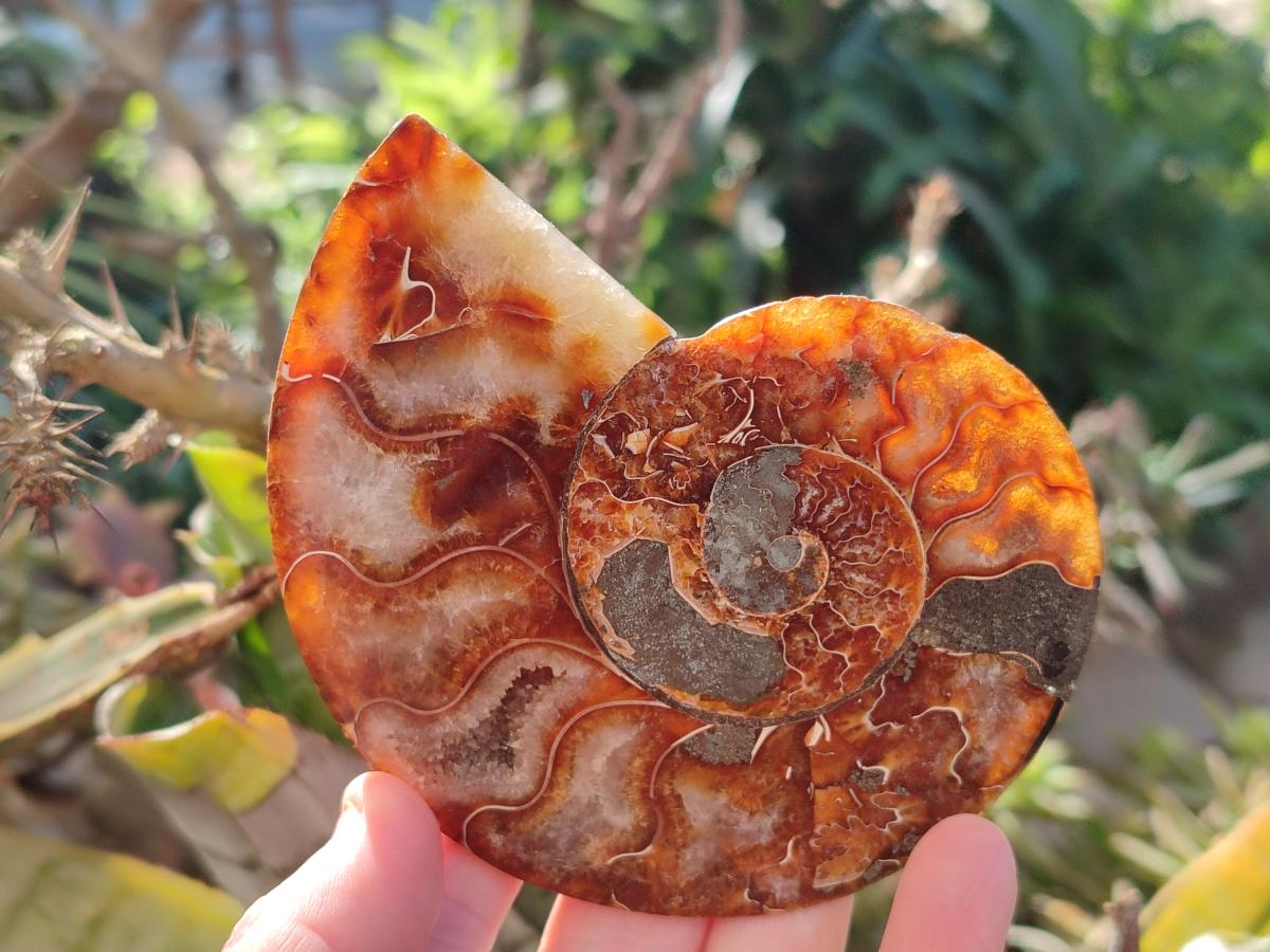 Polished Cleoniceras Ammonite Fossils Pairs x 2 From Tulear, Madagascar - Toprock Gemstones and Minerals 
