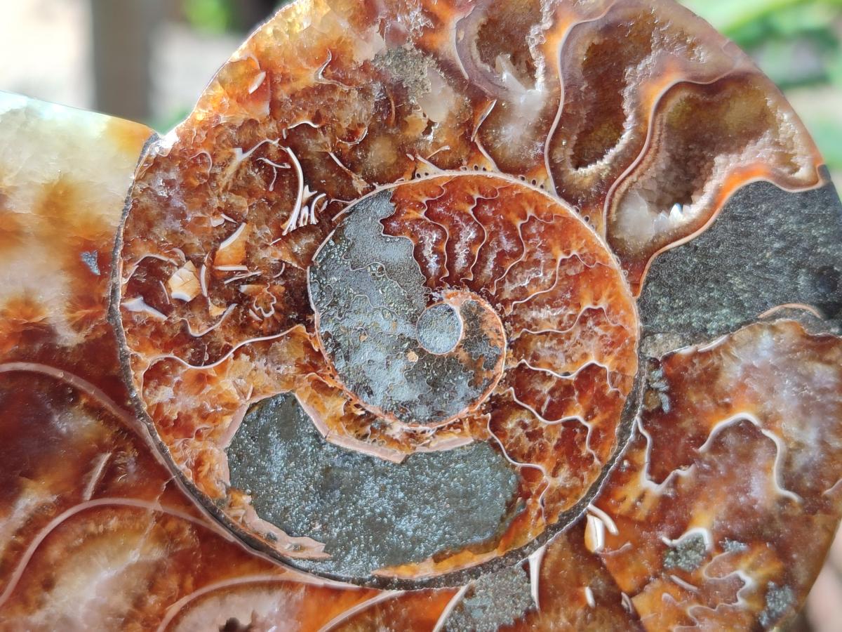 Polished Cleoniceras Ammonite Fossils Pairs x 2 From Tulear, Madagascar - Toprock Gemstones and Minerals 