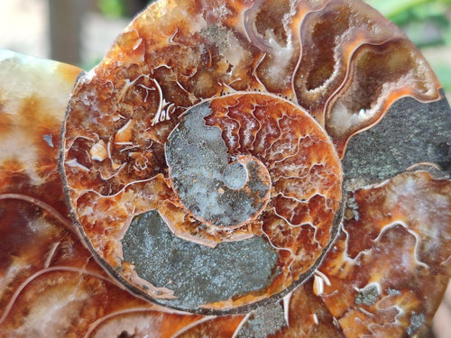 Polished Cleoniceras Ammonite Fossils Pairs x 2 From Tulear, Madagascar - Toprock Gemstones and Minerals 