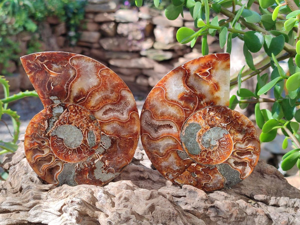 Polished Cleoniceras Ammonite Fossils Pairs x 2 From Tulear, Madagascar - Toprock Gemstones and Minerals 