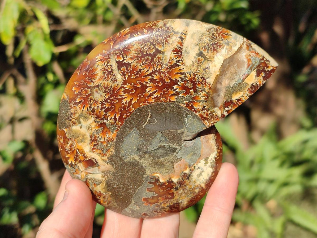 Polished Cleoniceras Ammonite Fossils Pairs x 2 From Tulear, Madagascar - Toprock Gemstones and Minerals 
