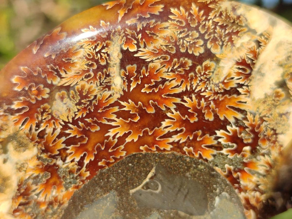 Polished Cleoniceras Ammonite Fossils Pairs x 2 From Tulear, Madagascar - Toprock Gemstones and Minerals 