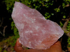 Natural Cobbed Rose Quartz Specimens x 12 From Northern Cape, South Africa - Toprock Gemstones and Minerals 