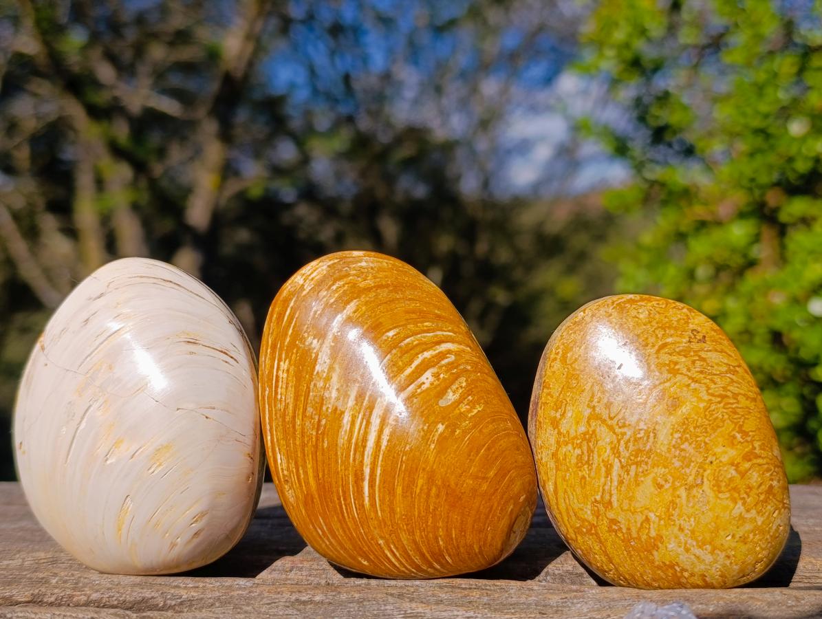 Polished Bivalve Fossil Clams x 12 From Maintirano, Madagascar - Toprock Gemstones and Minerals 