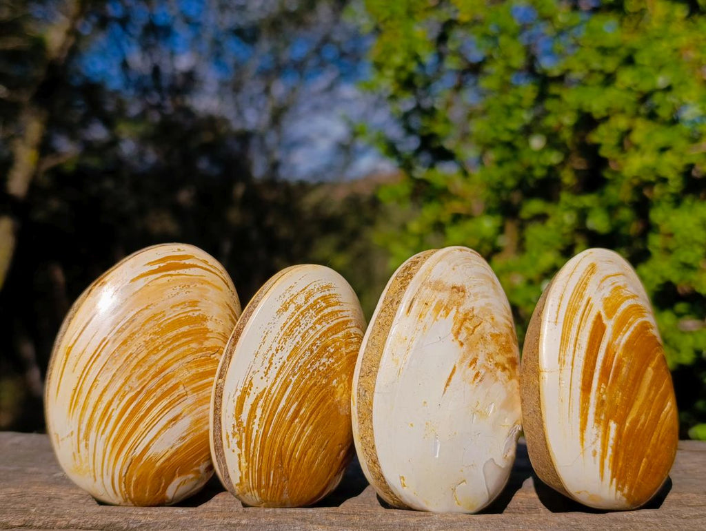 Polished Bivalve Fossil Clams x 12 From Maintirano, Madagascar - Toprock Gemstones and Minerals 