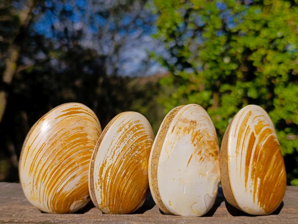 Polished Bivalve Fossil Clams x 12 From Maintirano, Madagascar - Toprock Gemstones and Minerals 
