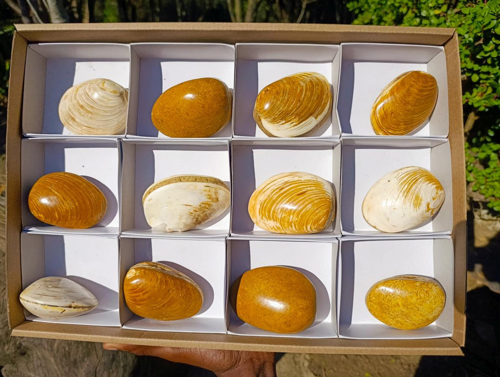 Polished Bivalve Fossil Clams x 12 From Maintirano, Madagascar - Toprock Gemstones and Minerals 