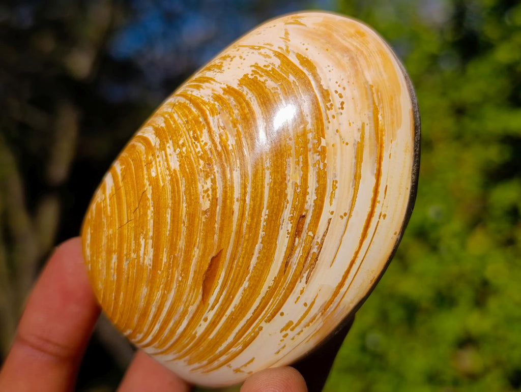 Polished Bivalve Fossil Clams x 12 From Maintirano, Madagascar - Toprock Gemstones and Minerals 