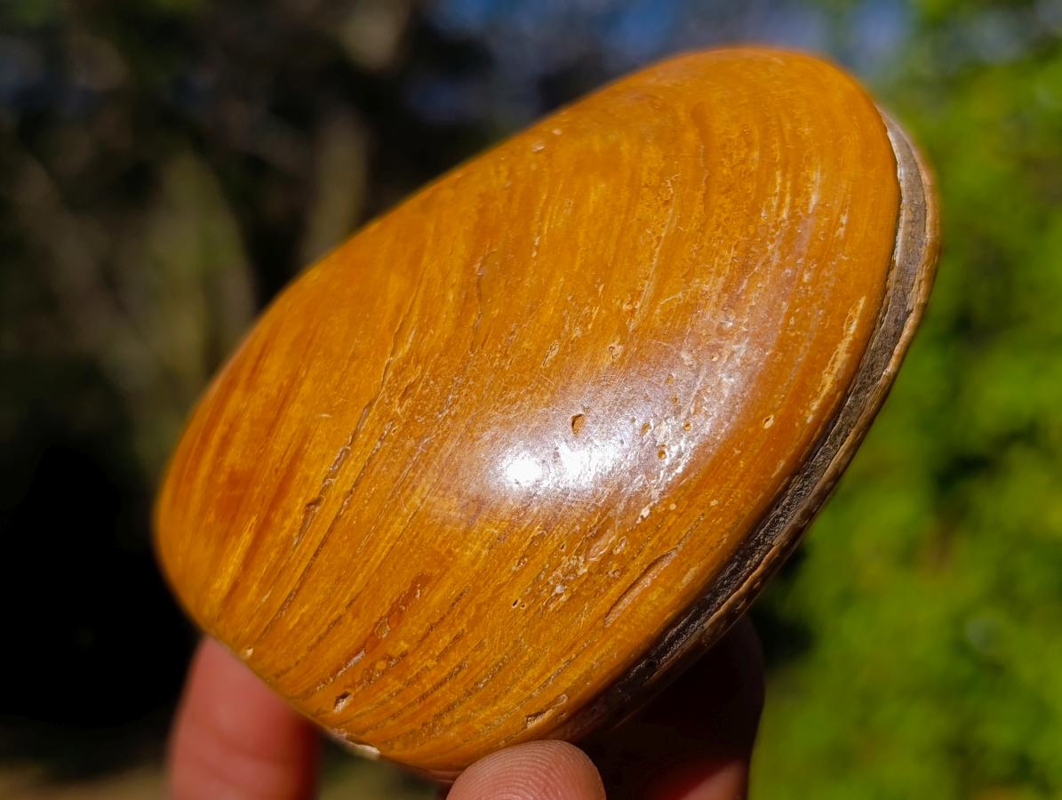 Polished Bivalve Fossil Clams x 12 From Maintirano, Madagascar - Toprock Gemstones and Minerals 