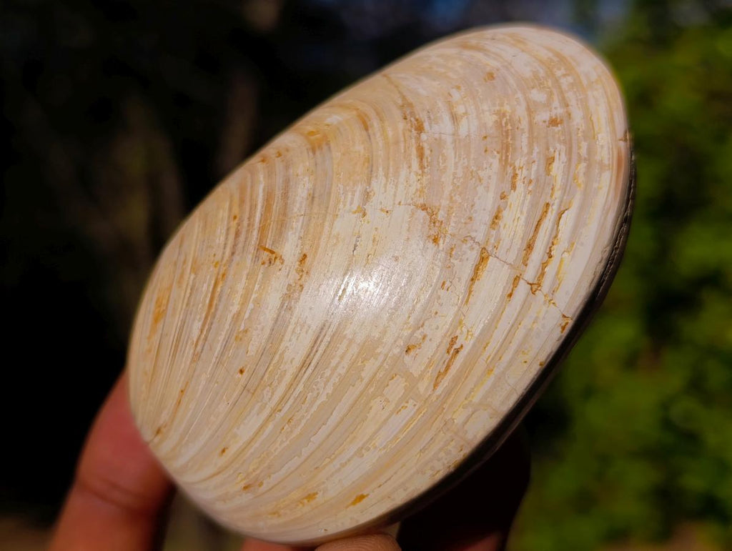 Polished Bivalve Fossil Clams x 12 From Maintirano, Madagascar - Toprock Gemstones and Minerals 