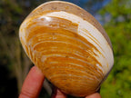 Polished Bivalve Fossil Clams x 12 From Maintirano, Madagascar - Toprock Gemstones and Minerals 