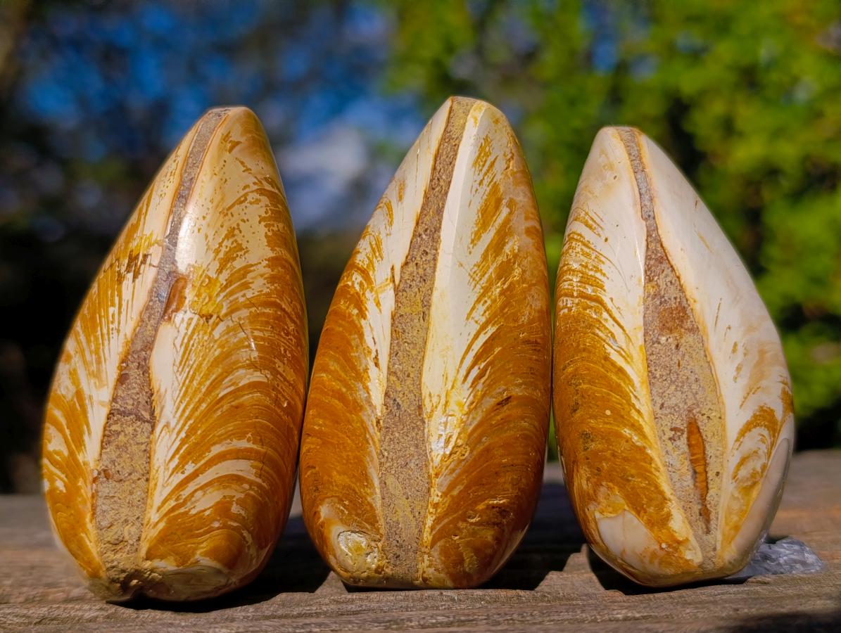 Polished Bivalve Fossil Clams x 12 From Maintirano, Madagascar - Toprock Gemstones and Minerals 