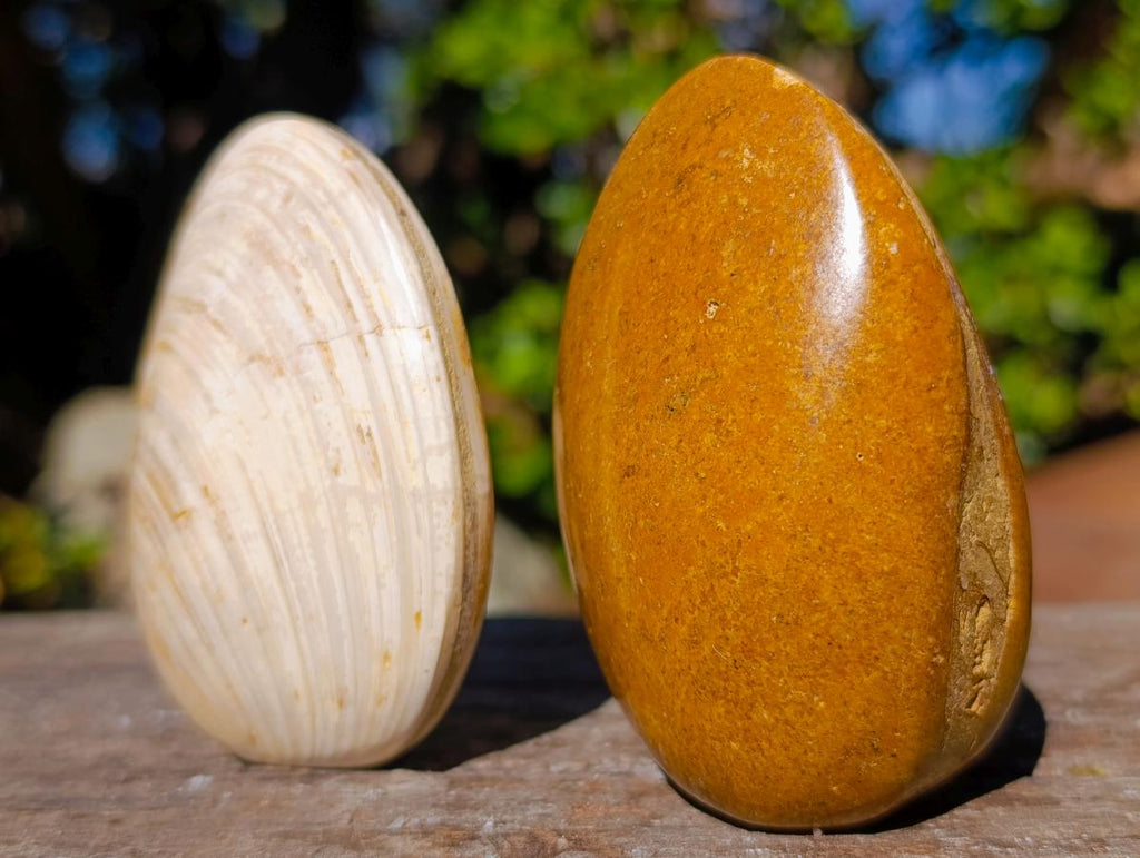 Polished Bivalve Fossil Clams x 12 From Maintirano, Madagascar - Toprock Gemstones and Minerals 