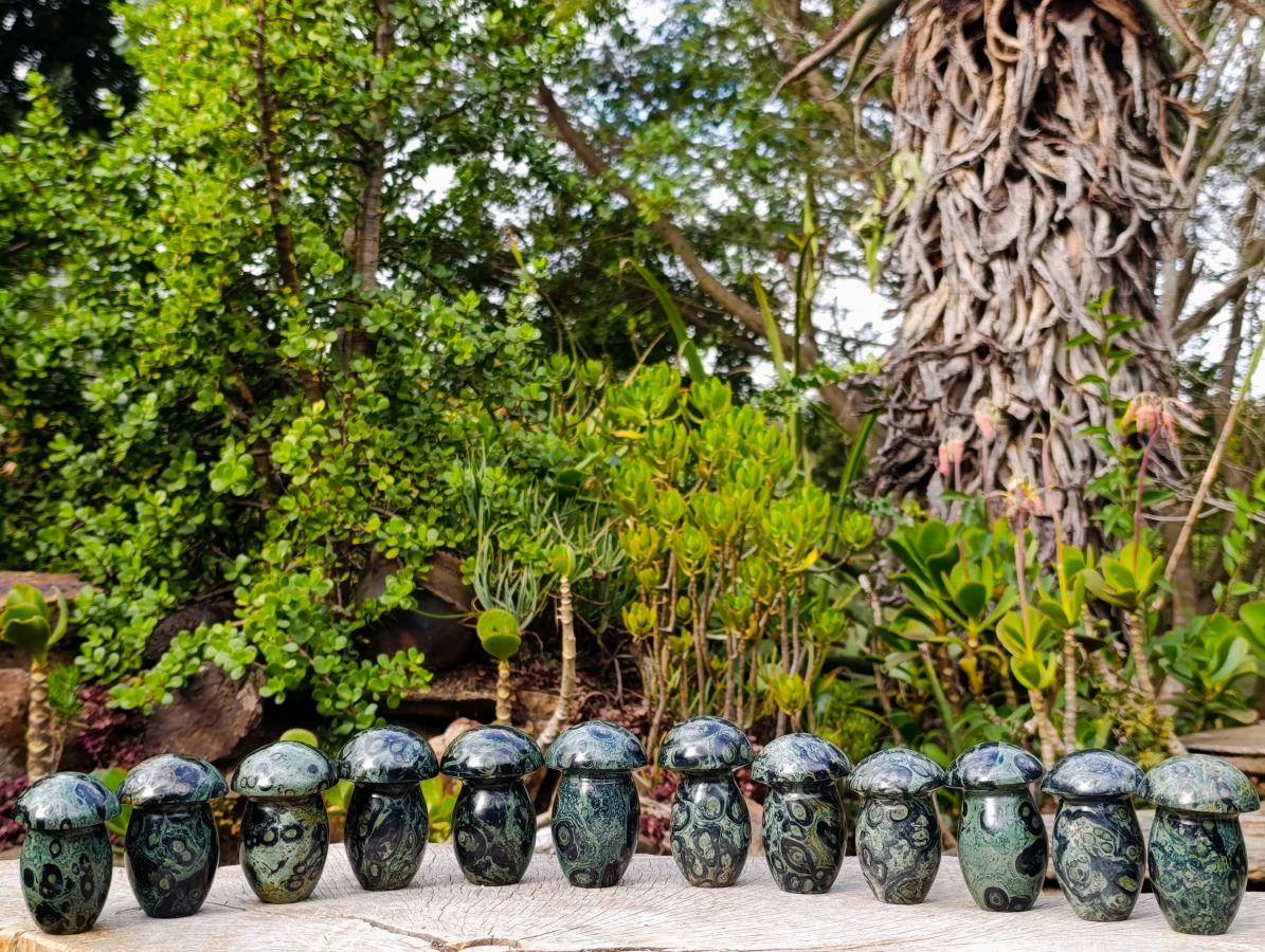 Polished Stromatolite Mushrooms x 12 From Katsepy, Madagascar - Toprock Gemstones and Minerals 