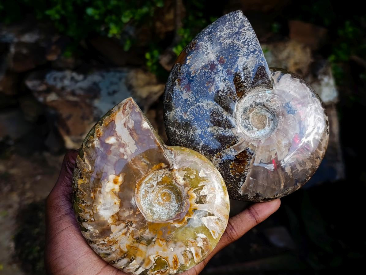 Polished Red Ammolite Cleoniceras Opalized Ammonite Fossils x 2 From Tulear, Madagascar - Toprock Gemstones and Minerals 