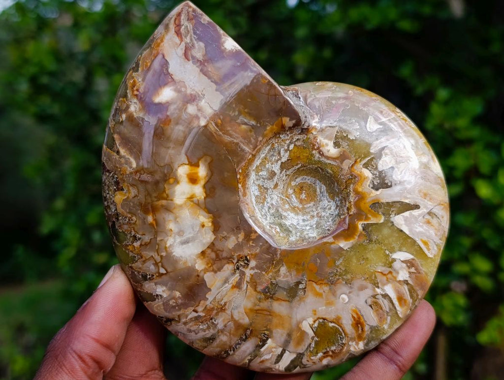 Polished Red Ammolite Cleoniceras Opalized Ammonite Fossils x 2 From Tulear, Madagascar - Toprock Gemstones and Minerals 