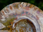 Polished Red Ammolite Cleoniceras Opalized Ammonite Fossils x 2 From Tulear, Madagascar - Toprock Gemstones and Minerals 
