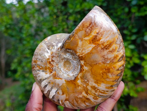 Polished Red Ammolite Cleoniceras Opalized Ammonite Fossils x 2 From Tulear, Madagascar - Toprock Gemstones and Minerals 