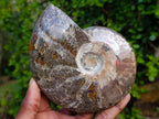 Polished Red Ammolite Cleoniceras Opalized Ammonite Fossils x 2 From Tulear, Madagascar - Toprock Gemstones and Minerals 