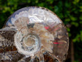 Polished Red Ammolite Cleoniceras Opalized Ammonite Fossils x 2 From Tulear, Madagascar - Toprock Gemstones and Minerals 
