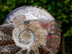 Polished Red Ammolite Cleoniceras Opalized Ammonite Fossils x 2 From Tulear, Madagascar - Toprock Gemstones and Minerals 