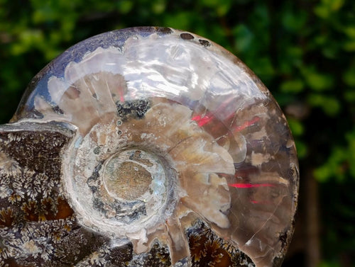 Polished Red Ammolite Cleoniceras Opalized Ammonite Fossils x 2 From Tulear, Madagascar - Toprock Gemstones and Minerals 