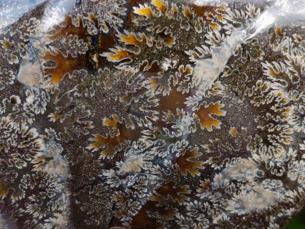 Polished Red Ammolite Cleoniceras Opalized Ammonite Fossils x 2 From Tulear, Madagascar - Toprock Gemstones and Minerals 
