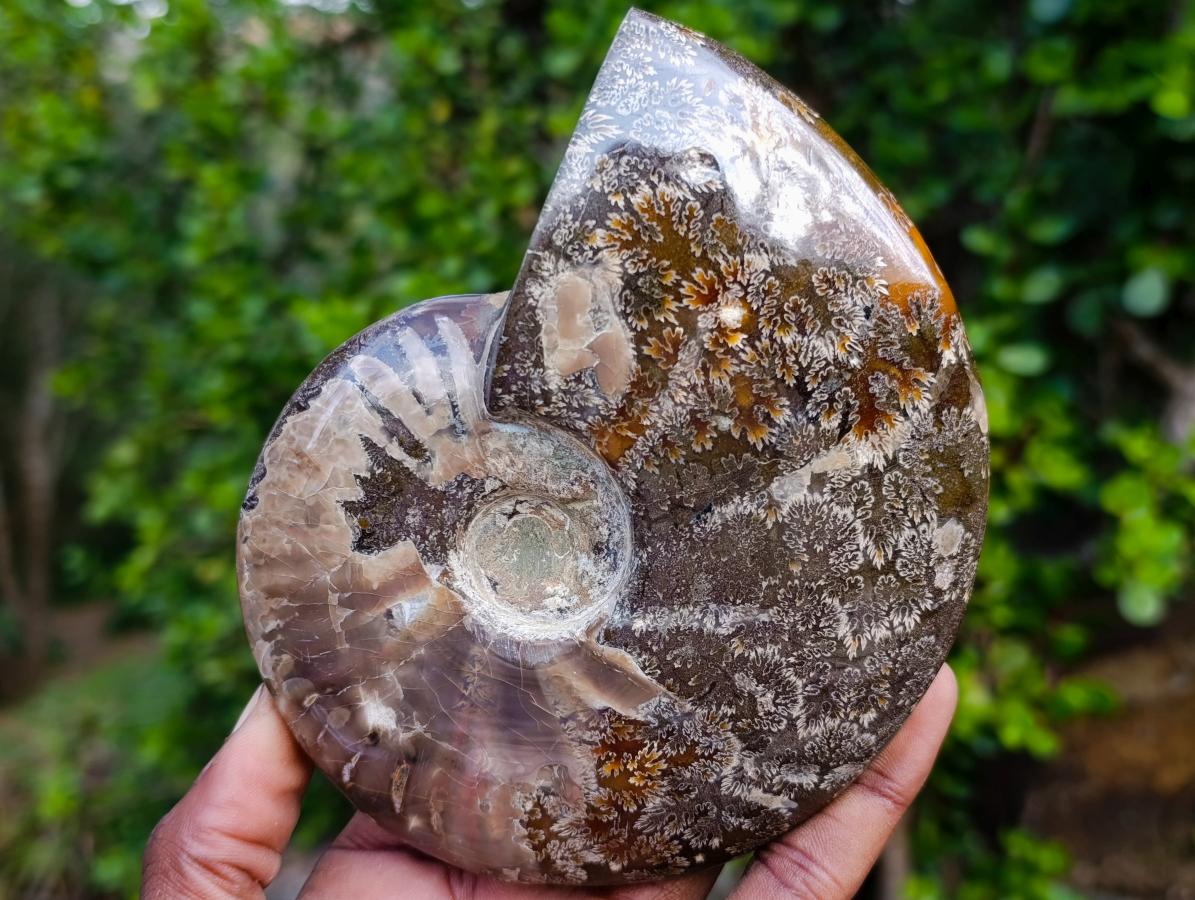 Polished Red Ammolite Cleoniceras Opalized Ammonite Fossils x 2 From Tulear, Madagascar - Toprock Gemstones and Minerals 
