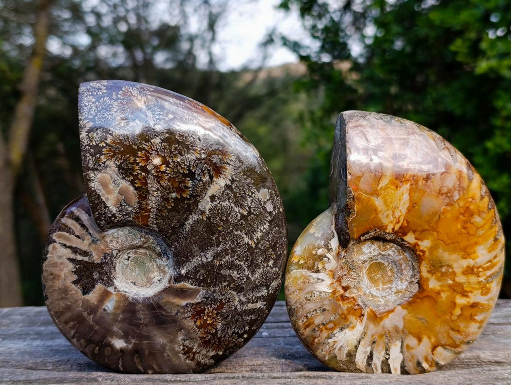 Polished Red Ammolite Cleoniceras Opalized Ammonite Fossils x 2 From Tulear, Madagascar - Toprock Gemstones and Minerals 