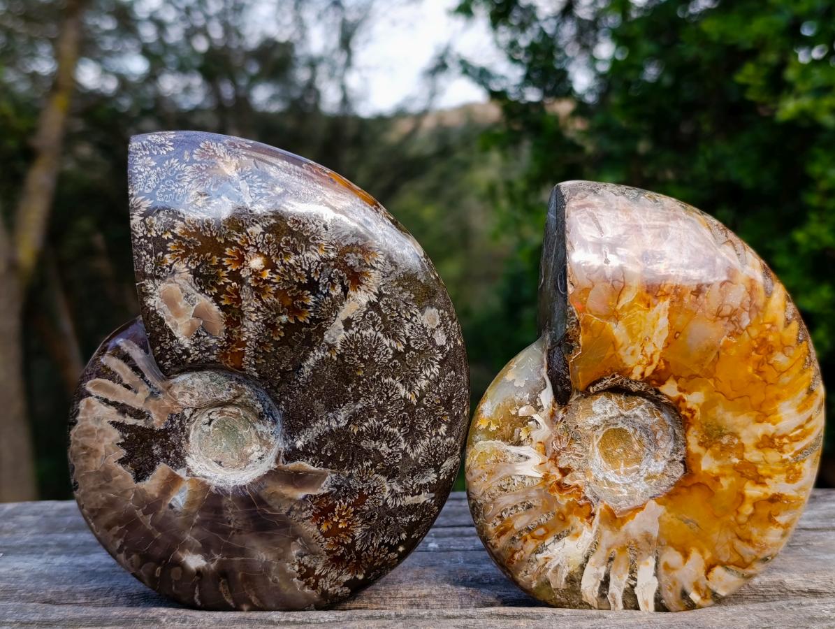 Polished Red Ammolite Cleoniceras Opalized Ammonite Fossils x 2 From Tulear, Madagascar - Toprock Gemstones and Minerals 