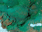 Natural Large Botryoidal Malacolla Specimens x 2 From Kulukuluku, Congo - Toprock Gemstones and Minerals 