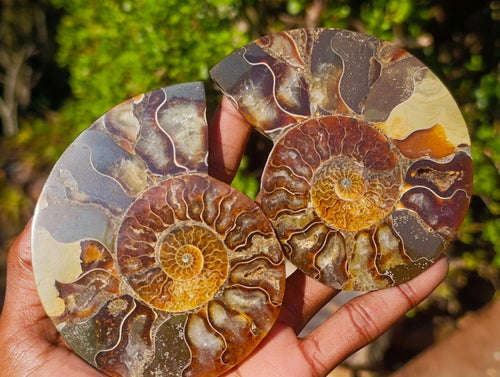 Polished Cleoniceras Ammonite Fossils Pairs x 4 From Tulear, Madagascar - Toprock Gemstones and Minerals 