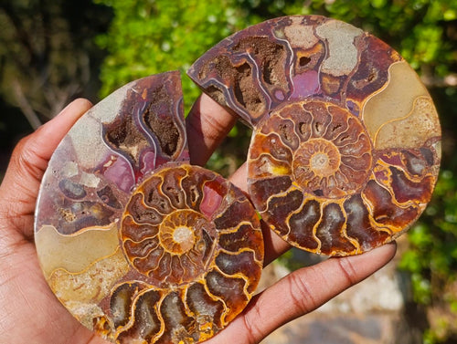 Polished Cleoniceras Ammonite Fossils Pairs x 4 From Tulear, Madagascar - Toprock Gemstones and Minerals 