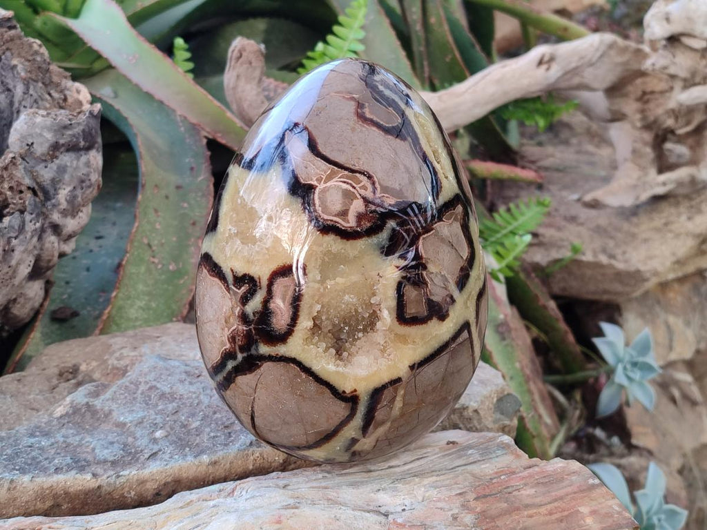 Polished Large Septerye Egg x 1 From Mahajanga, Madagascar - Toprock Gemstones and Minerals 