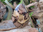 Polished Large Septerye Egg x 1 From Mahajanga, Madagascar - Toprock Gemstones and Minerals 