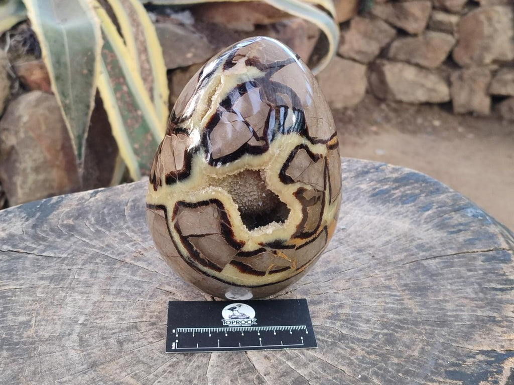 Polished Large Septerye Egg x 1 From Mahajanga, Madagascar - Toprock Gemstones and Minerals 
