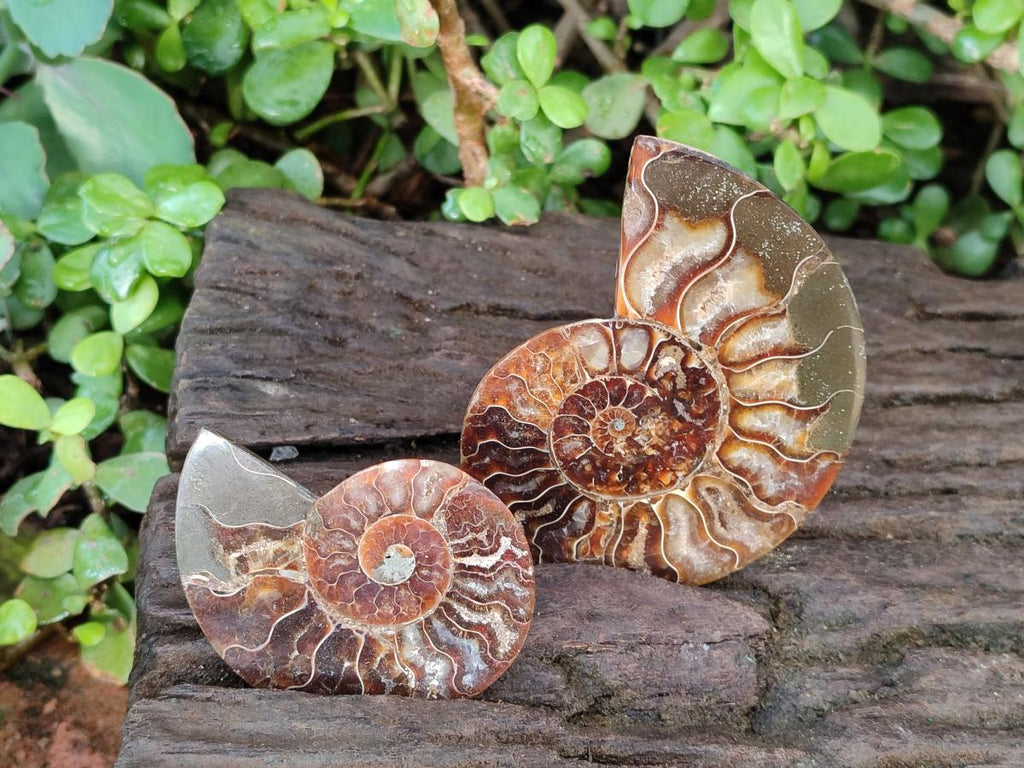 Polished Cleoniceras Ammonite Fossil Pairs x 6 From Tulear, Madagascar - Toprock Gemstones and Minerals 