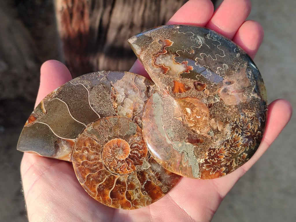Polished Cleoniceras Ammonite Fossil Pairs x 6 From Tulear, Madagascar - Toprock Gemstones and Minerals 