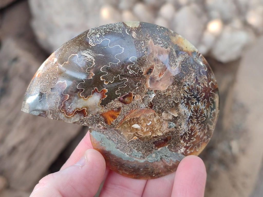 Polished Cleoniceras Ammonite Fossil Pairs x 6 From Tulear, Madagascar - Toprock Gemstones and Minerals 