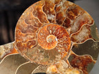 Polished Cleoniceras Ammonite Fossil Pairs x 6 From Tulear, Madagascar - Toprock Gemstones and Minerals 