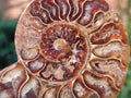 Polished Cleoniceras Ammonite Fossil Pairs x 6 From Tulear, Madagascar - Toprock Gemstones and Minerals 