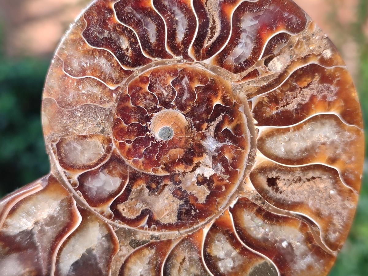 Polished Cleoniceras Ammonite Fossil Pairs x 6 From Tulear, Madagascar - Toprock Gemstones and Minerals 