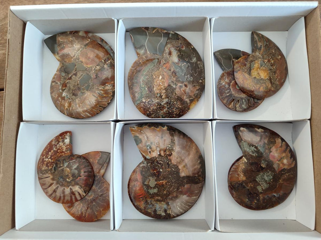 Polished Cleoniceras Ammonite Fossil Pairs x 6 From Tulear, Madagascar - Toprock Gemstones and Minerals 