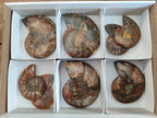 Polished Cleoniceras Ammonite Fossil Pairs x 6 From Tulear, Madagascar - Toprock Gemstones and Minerals 