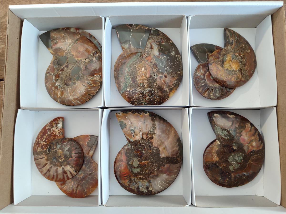 Polished Cleoniceras Ammonite Fossil Pairs x 6 From Tulear, Madagascar - Toprock Gemstones and Minerals 