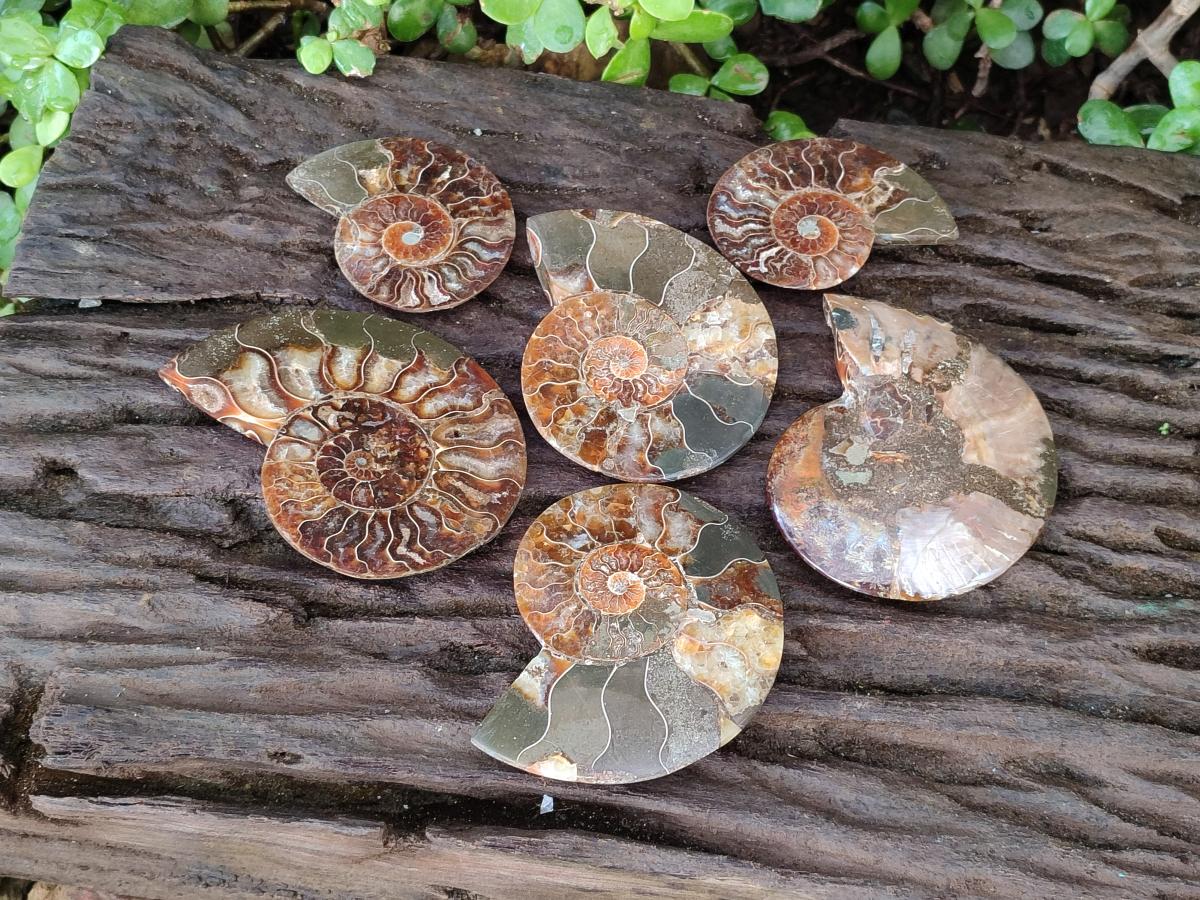 Polished Cleoniceras Ammonite Fossil Pairs x 6 From Tulear, Madagascar - Toprock Gemstones and Minerals 