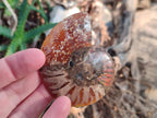Polished Cleoniceras Ammonite Fossil Pairs x 6 From Tulear, Madagascar - Toprock Gemstones and Minerals 